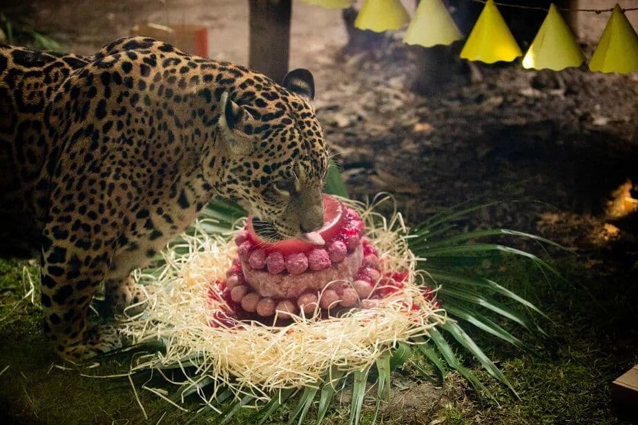 Onça-pintada da nota de R$ 50 completa 20 anos e ganha festa de aniversário no BioParque do Rio