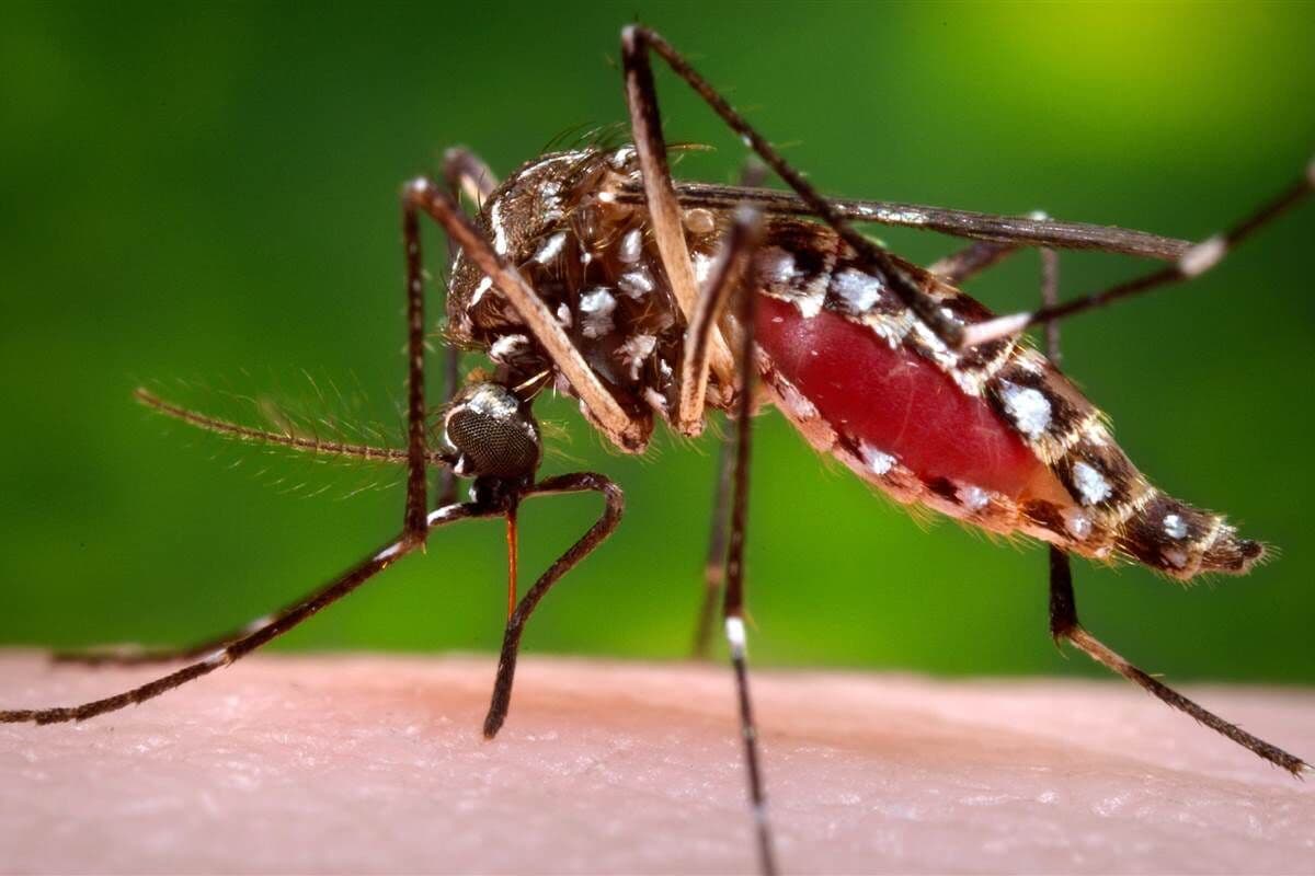 Brasil registra mais de 2 milhões de casos de dengue