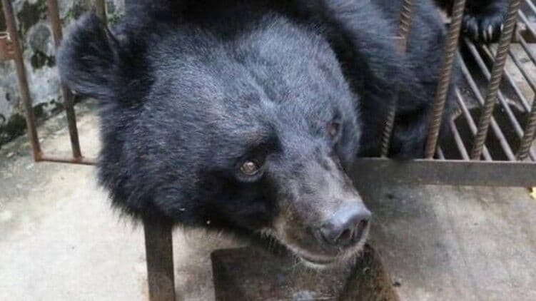 China: Mulher compra filhote de cachorro e dois anos depois descobre que era urso