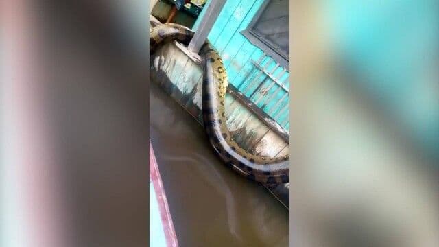 Sucuri morta é exposta em comunidade ribeirinha no Amazonas