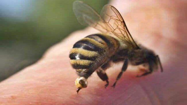 Criança de 1 ano atacada por enxame de abelhas na Paraíba segue internada na UTI do Trauma de Campina Grande