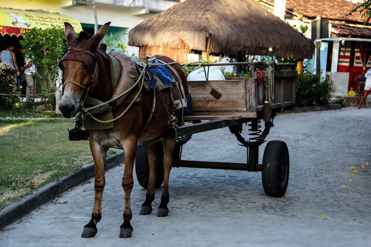 João Pessoa registra mais de 100 carroceiros e animais recebem microchip para identificação