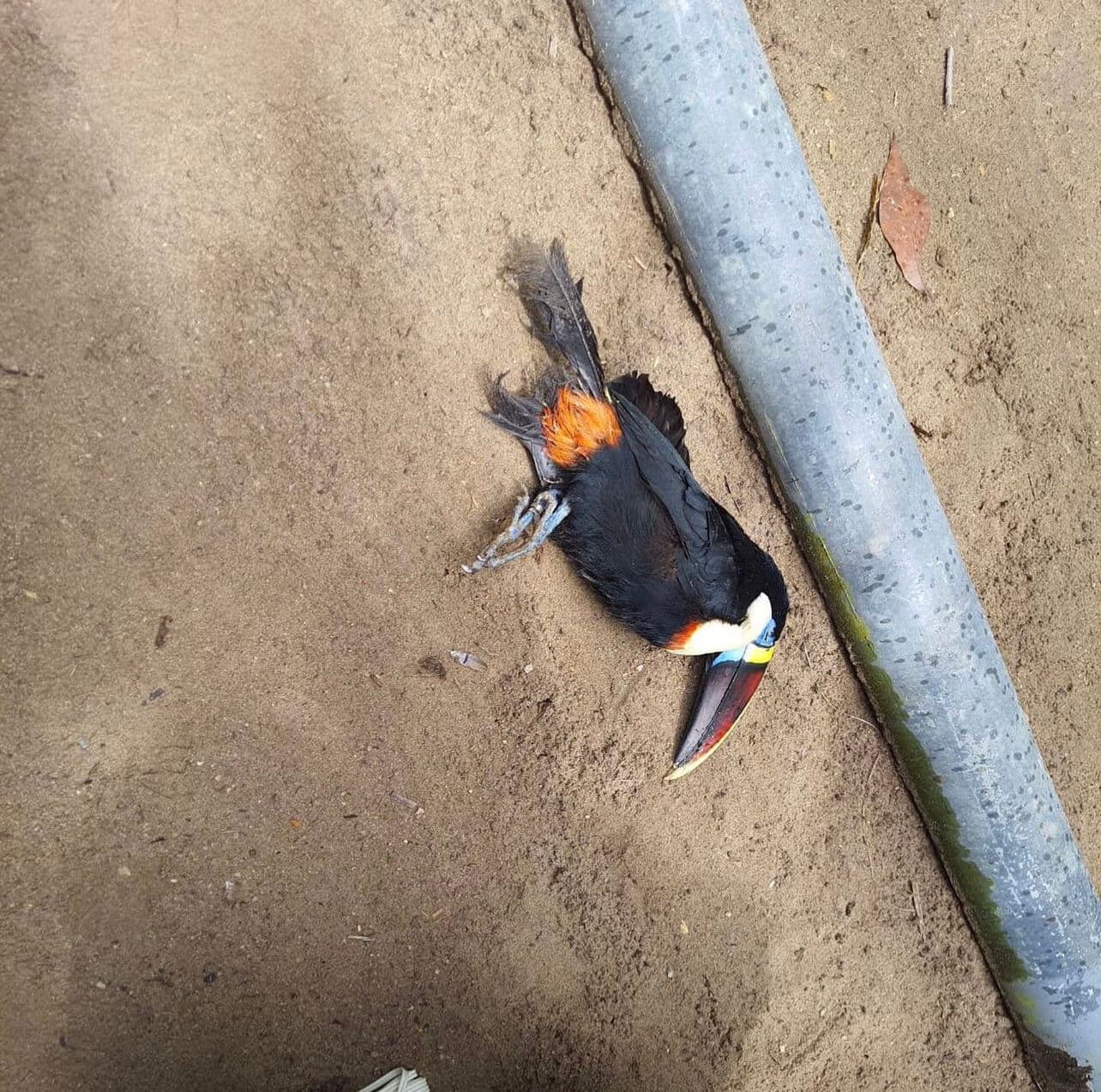 Polícia Civil apura furto de 13 animais no zoológico Parque Arruda Câmara em João Pessoa