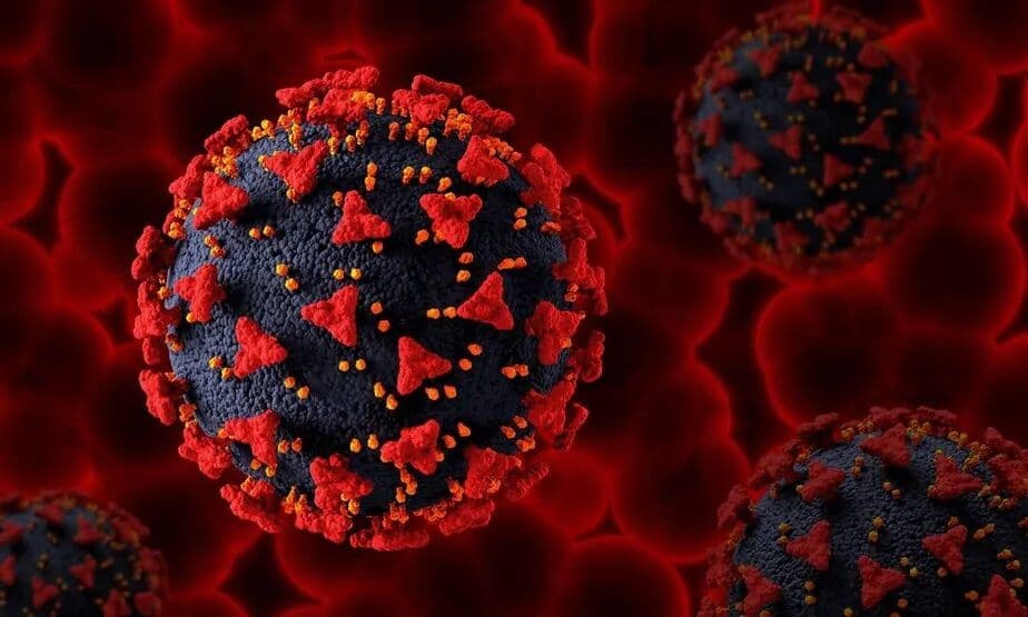 Khosta-2: vírus semelhante ao da Covid-19 é descoberto em morcegos na Rússia e pode infectar humanos, alertam cientistas
