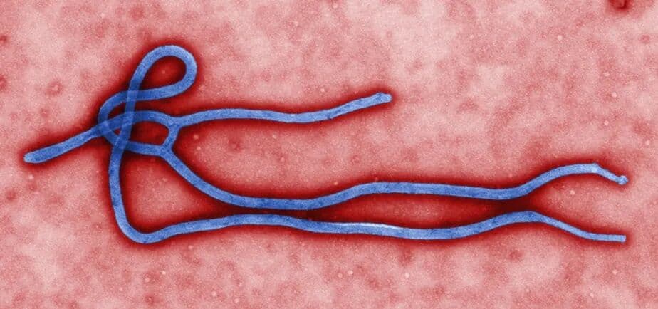 Ebola: sobe para quatro número de mortos no surto da doença em Uganda