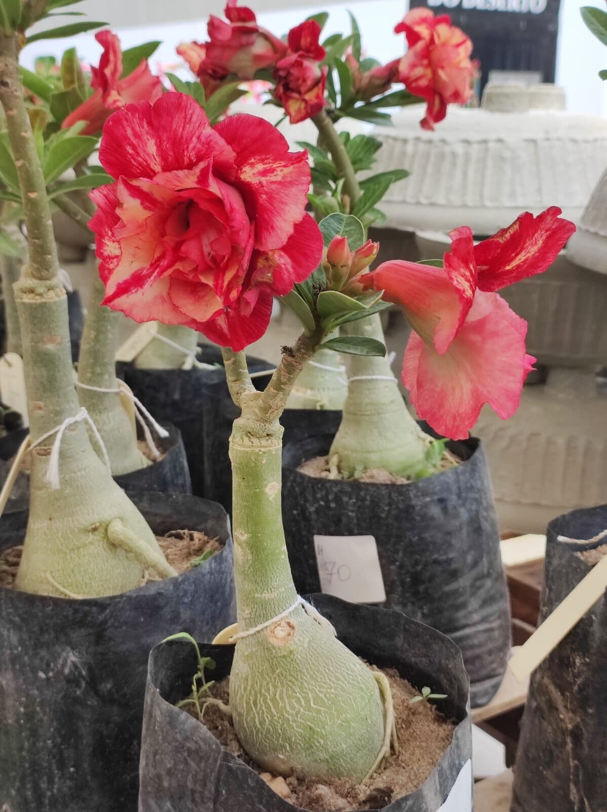 Feira de Rosas do Deserto começa nesta quarta-feira em João Pessoa