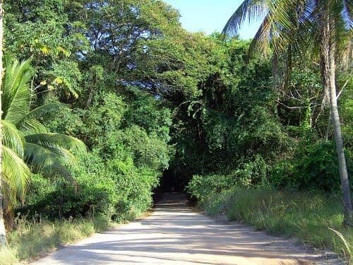 Em duas décadas 40% da cobertura vegetal do Brasil foi degradada, diz levantamento; semiárido nordestino tem situação crítica