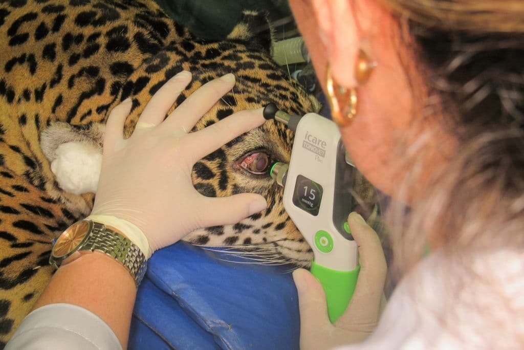 Onça-pintada da Bica recebe cuidados dentários e passa por check-up veterinário