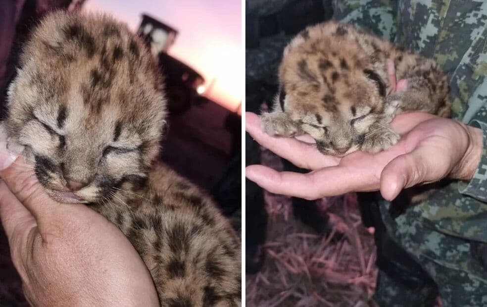 Filhote de onça-parda é resgatado no meio de canavial