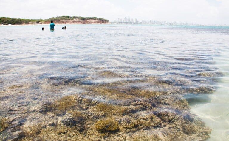 Instalação de recifes artificiais na Paraíba vai proporcionar mergulhos temáticos, manejo da pesca e recuperação da biodiversidade