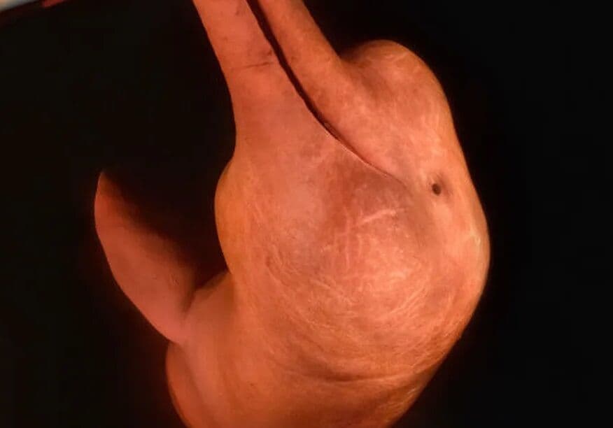 Imagem de boto 'sorrindo' na Amazônia vence concurso mundial de fotografia