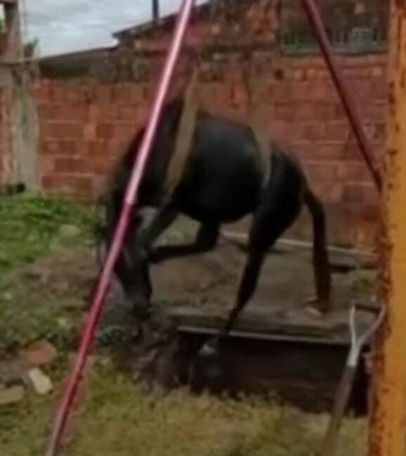 VÍDEO: cavalo é resgatado pelos Bombeiros após cair em fossa em Santa Rita