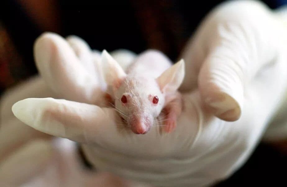 Cientistas japoneses criam ratos com dois pais e avançam no combate à infertilidade