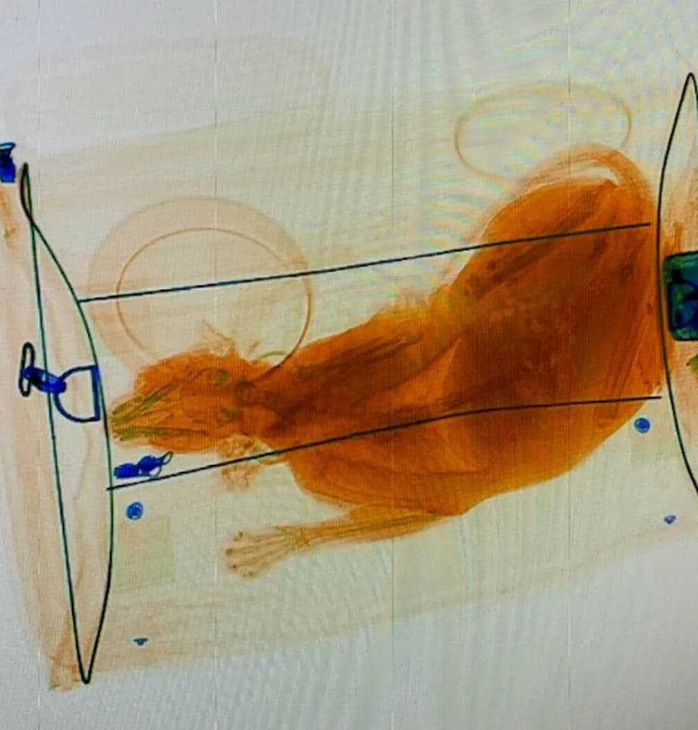 Máquina de raio X flagra gato em mala em aeroporto dos EUA