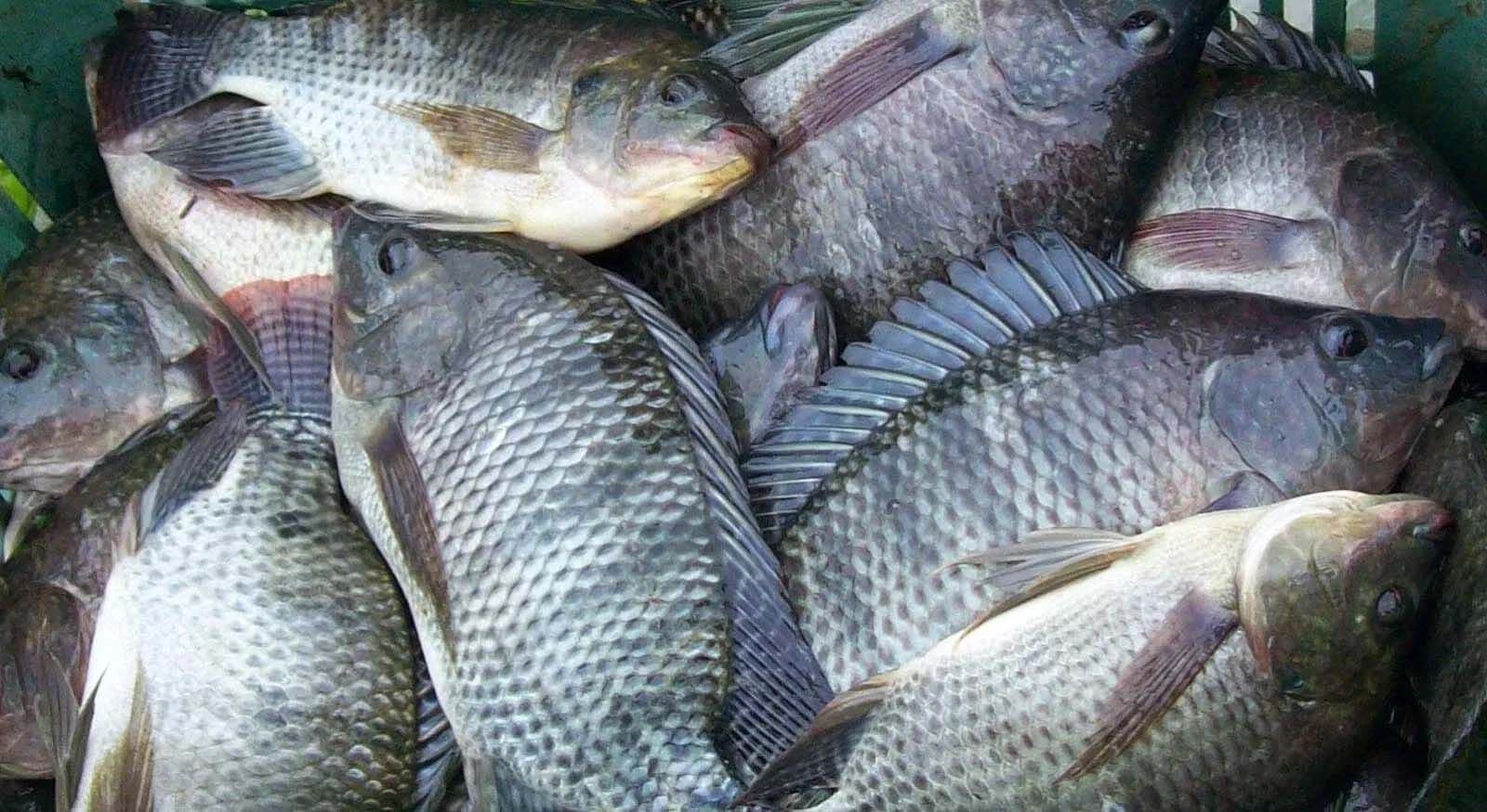 Preço do peixe chega a R$ 120 em João Pessoa, mostra pesquisa
