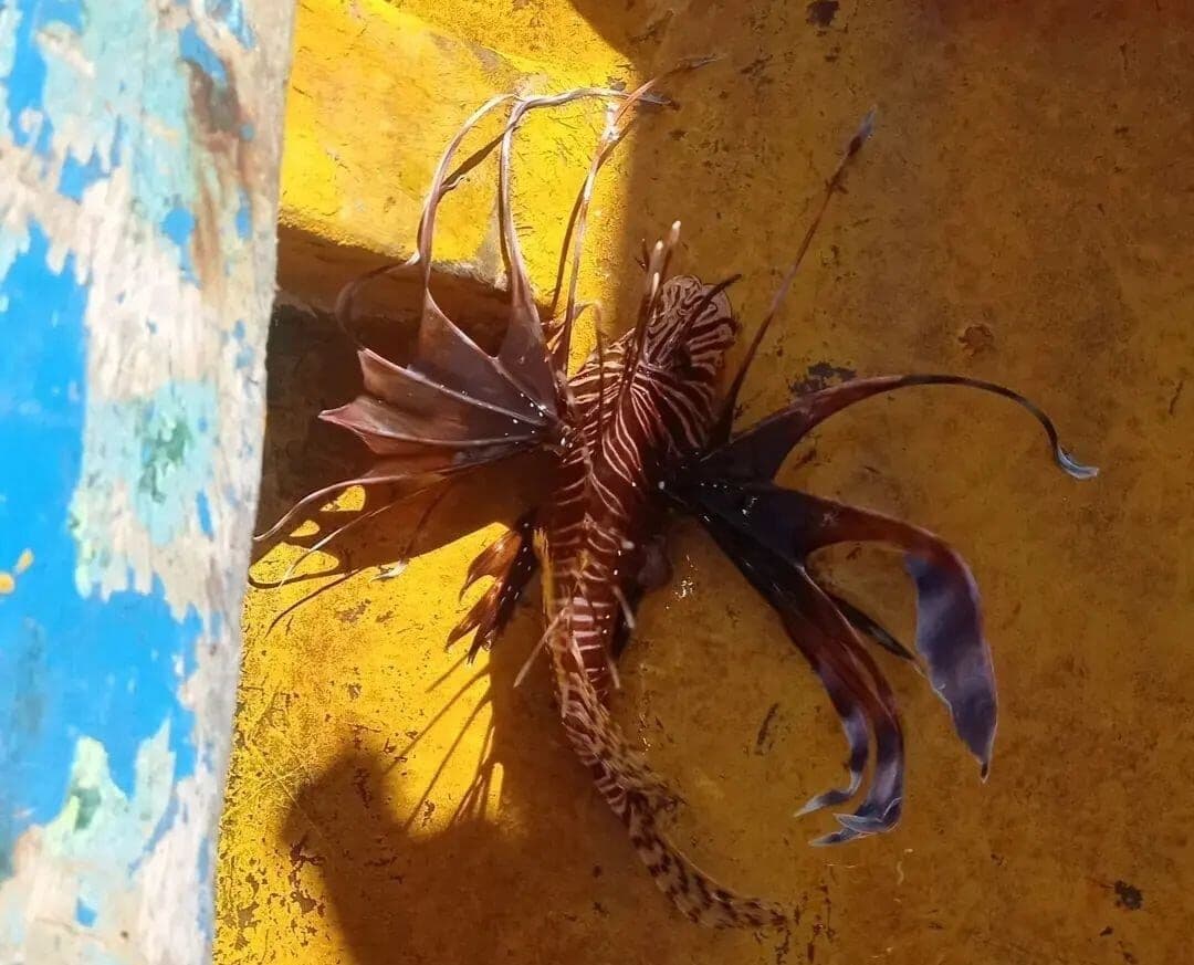 Venenoso: populares registram primeiros casos de "peixe-leão" na Paraíba