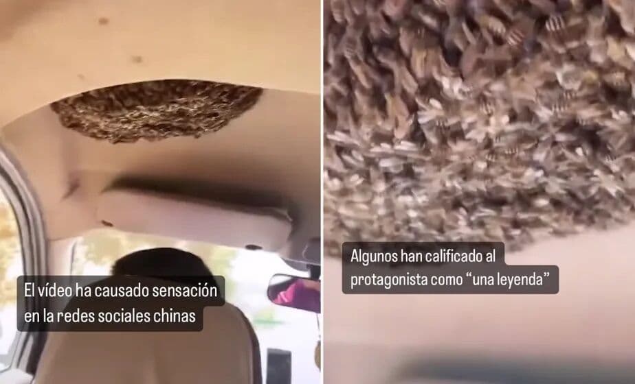 Idoso de 91 anos de idade morre após ser atacado por enxame de abelhas em Queimadas; mais nove pessoas foram hospitalizadas