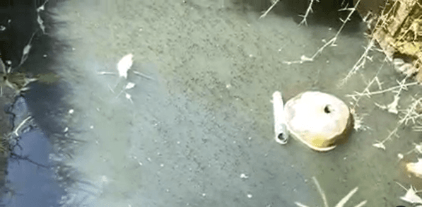 'Repórter do povo' denuncia abandono de banheiros públicos em praças em Santa Rita: "reforma urgente"