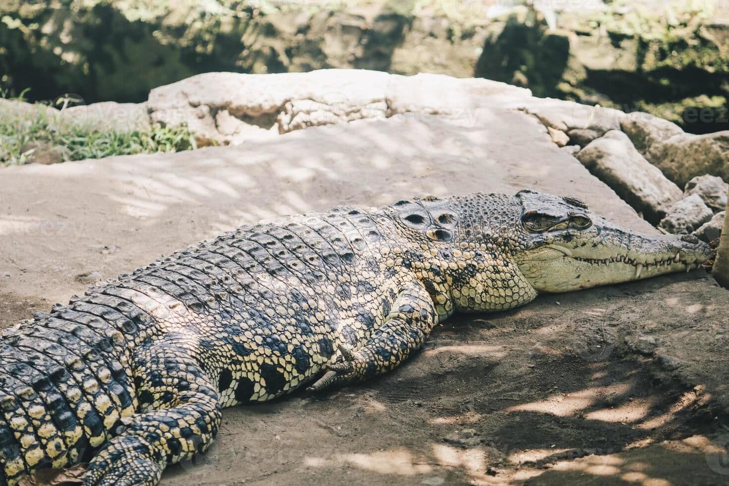 Corpo de pescador que estava desaparecido é achado dentro de crocodilo, na Austrália