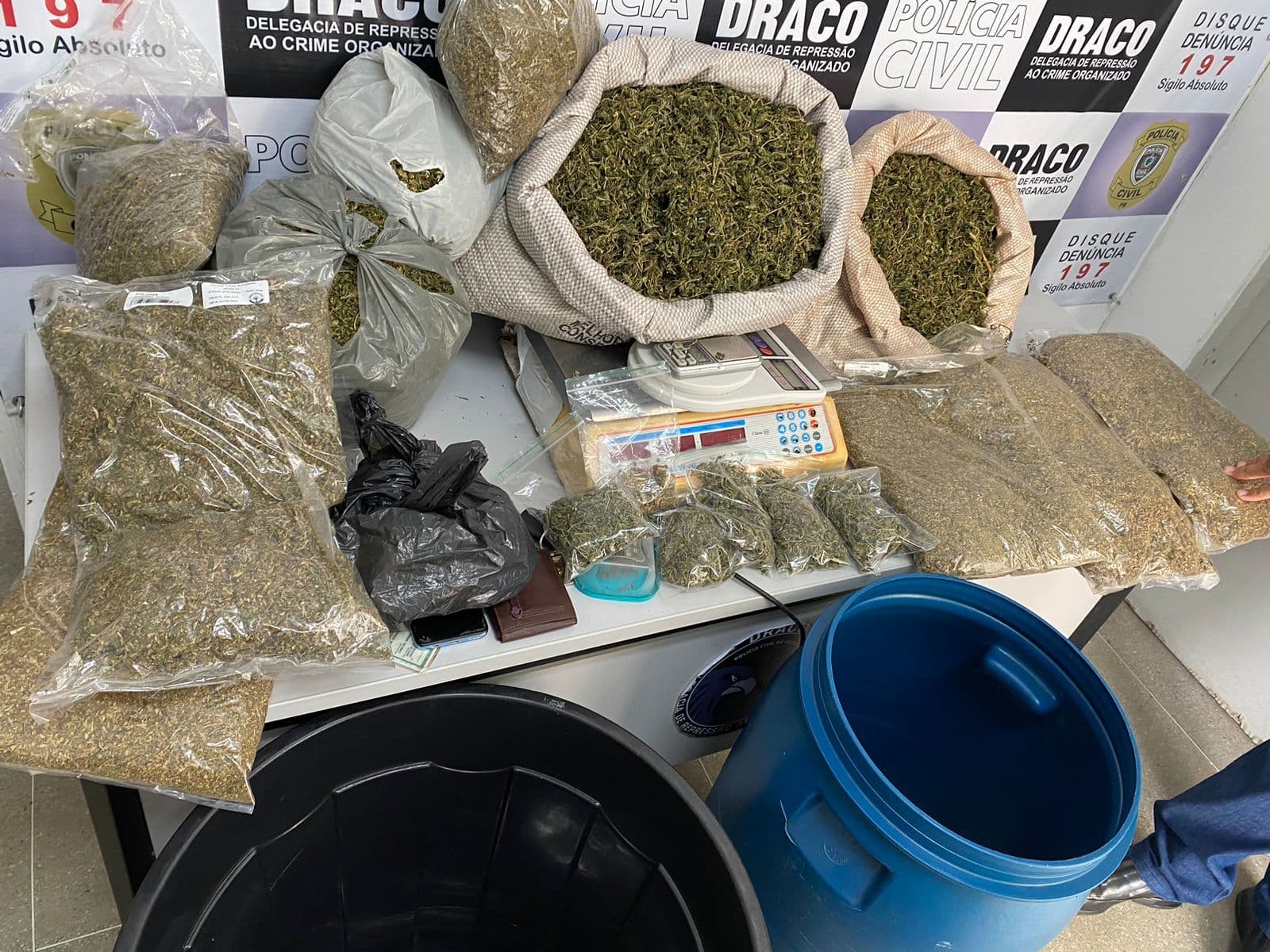 Parte de maconha apreendida em Campina Grande durante operação foi roubada de plantio legalizado da Abrace