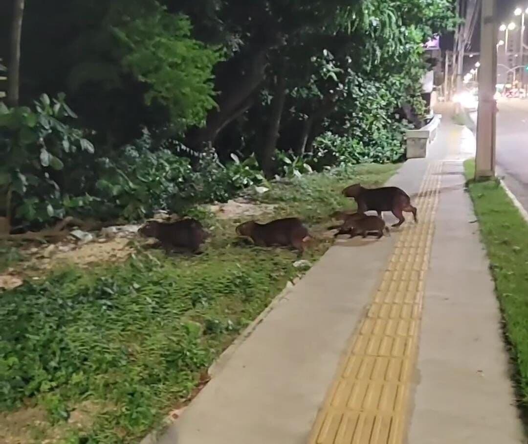 Família de capivaras é flagrada passeando pela Avenida Epitácio Pessoa