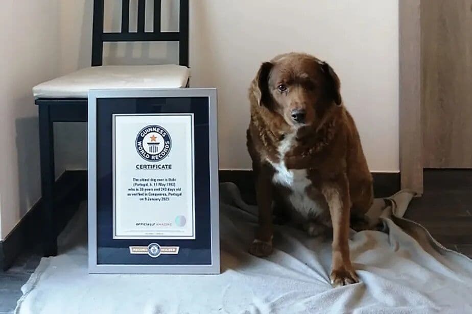 Cão mais velho do mundo completa 31 anos