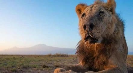 Leão mais velho do mundo é morto por pastores de gado no Quênia