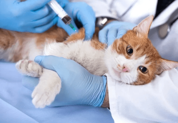 Prefeitura de Cabedelo promove Dia D de castração de felinos na próxima semana