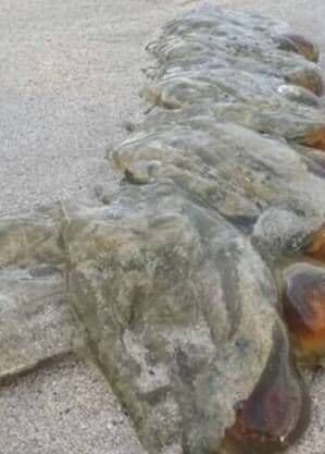 Aliens da Tasmânia: criaturas translúcidas aparecem mortas em praia e aterrorizam a população