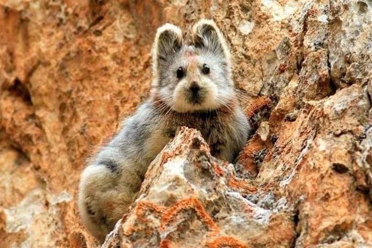 Pika, de 20 cm, está ameaçada de extinção; entenda
