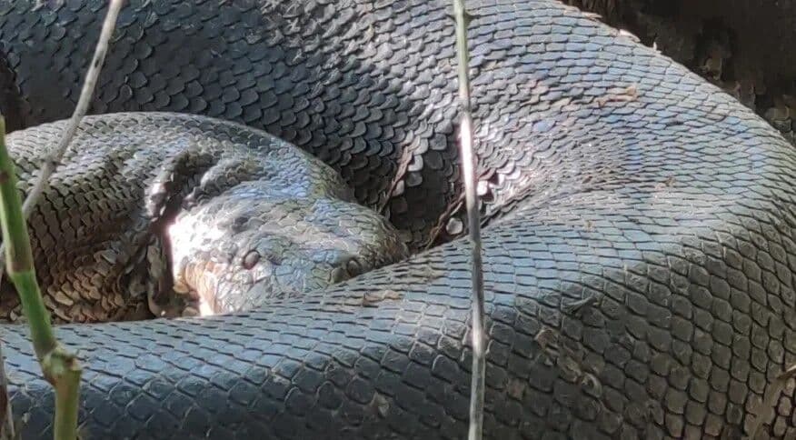VÍDEO: Sucuri gigante é resgatada em área de banho de hotel