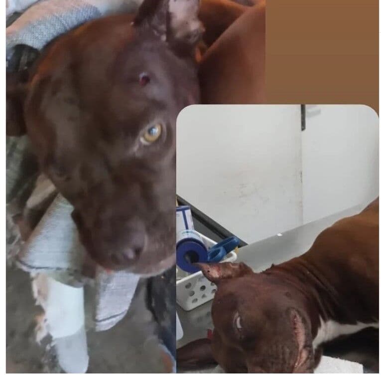 Cadela é baleada na cabeça durante tiroteio no bairro do Rangel, em João Pessoa