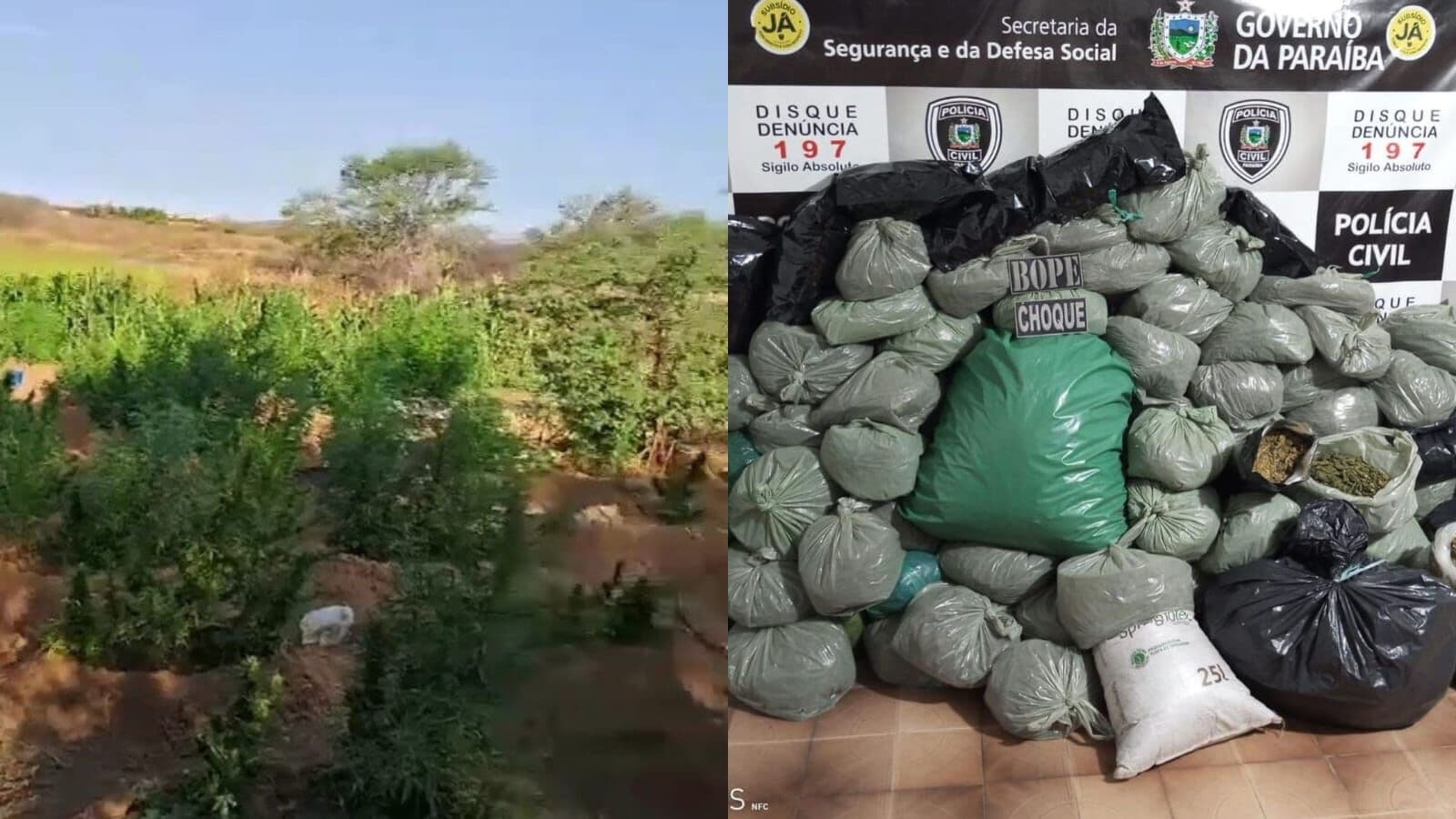 Polícia encontra 'sítio do crime' com mais de 4 mil pés de maconha, no Sertão da Paraíba
