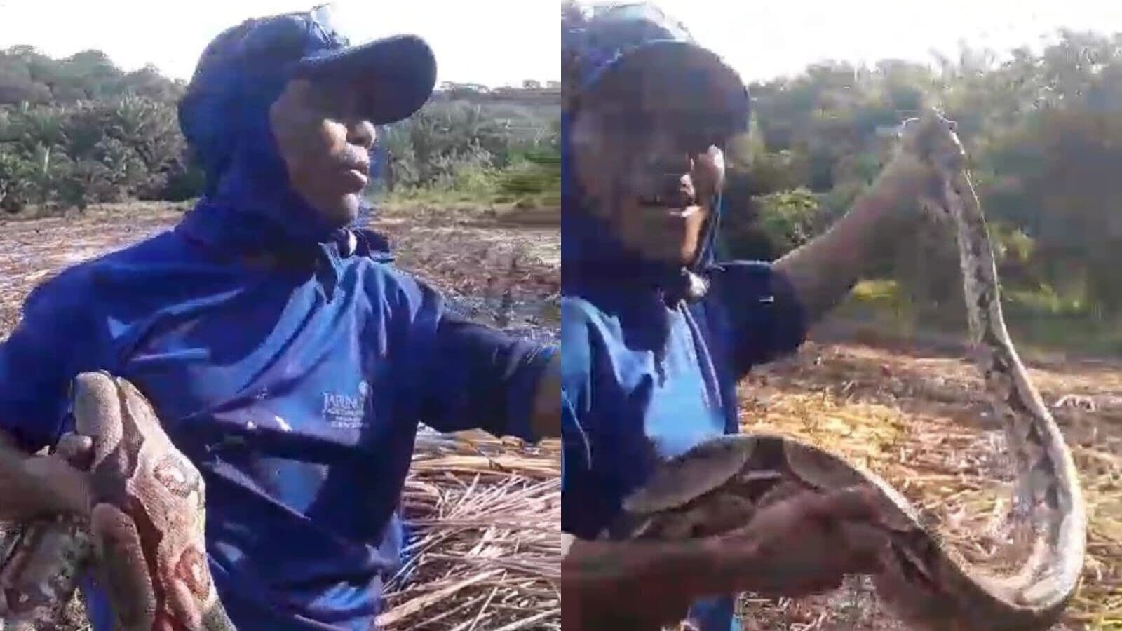 VÍDEO: cortador de cana captura jiboia em Santa Rita e reação viraliza nas redes sociais