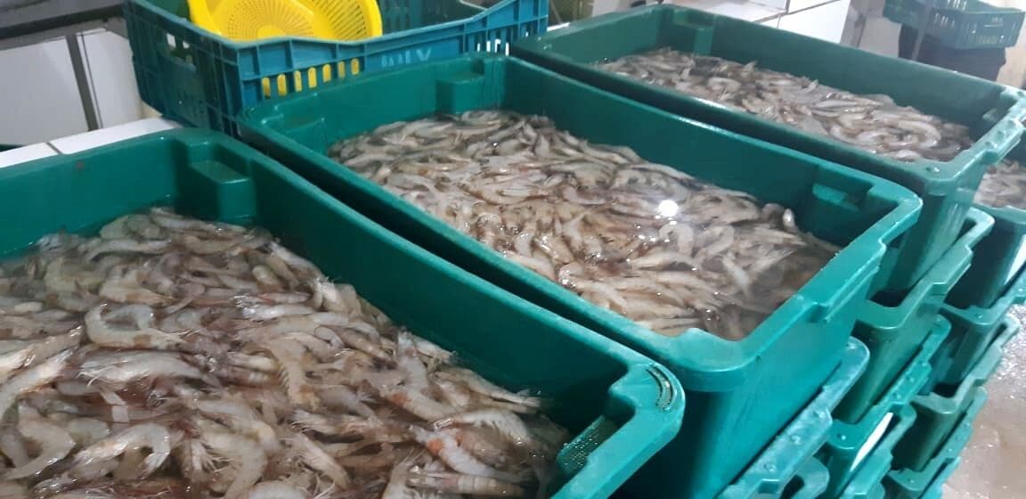 Produção de camarão cresce 13,8% em um ano na Paraíba; alta é a maior registrada em 8 anos