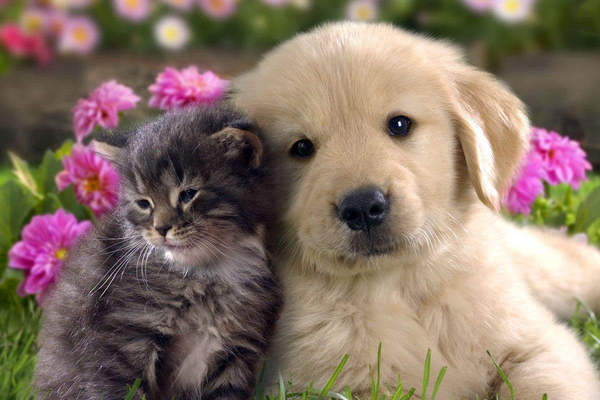 João Azevêdo sanciona lei que assegura portadores de sofrimentos psíquicos serem acompanhados por animais