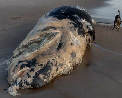 Baleia é encontrada morta em praia da Paraíba
