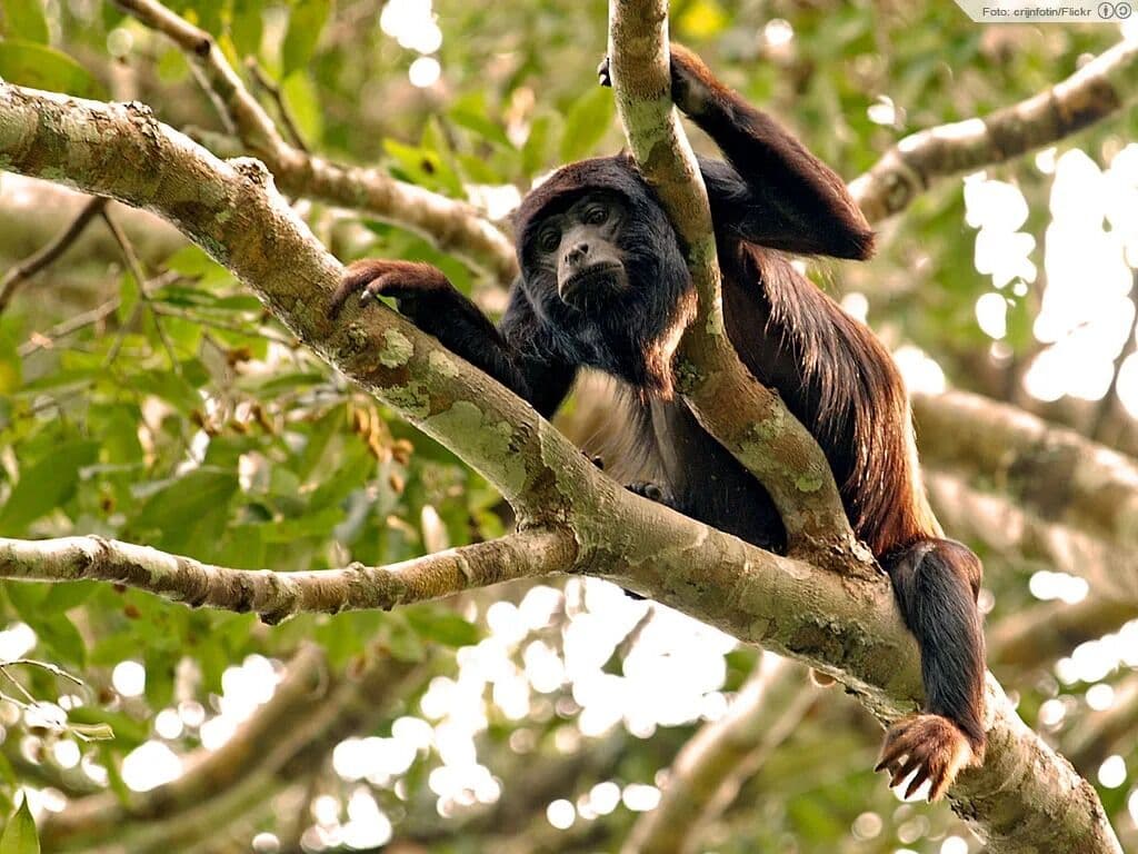 Macaco ameaçado de extinção morre após ser atropelado em rodovia no Litoral Norte da Paraíba