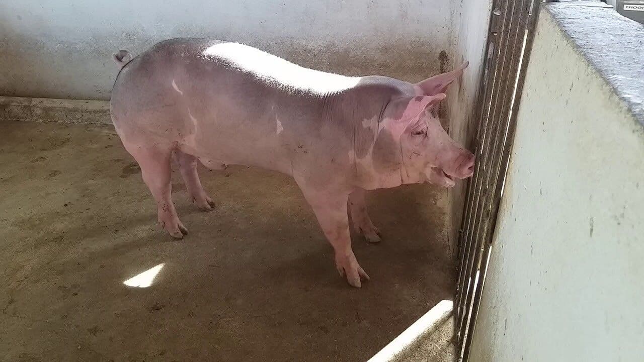 Ataque de porco deixa homem com perna dilacerada na Paraíba; vítima passa por cirurgia e segue internada