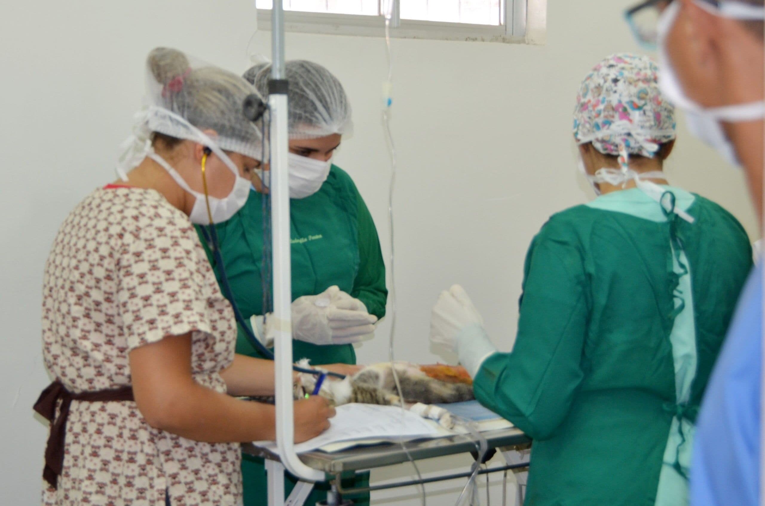 Mutirão realiza castração em mais de 40 cadelas e gatas em Campina Grande