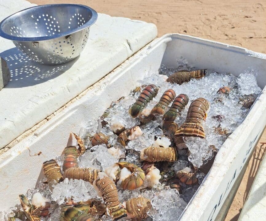 Período de defeso da lagosta começa nesta sexta-feira na Paraíba e pesca é considerada crime ambiental