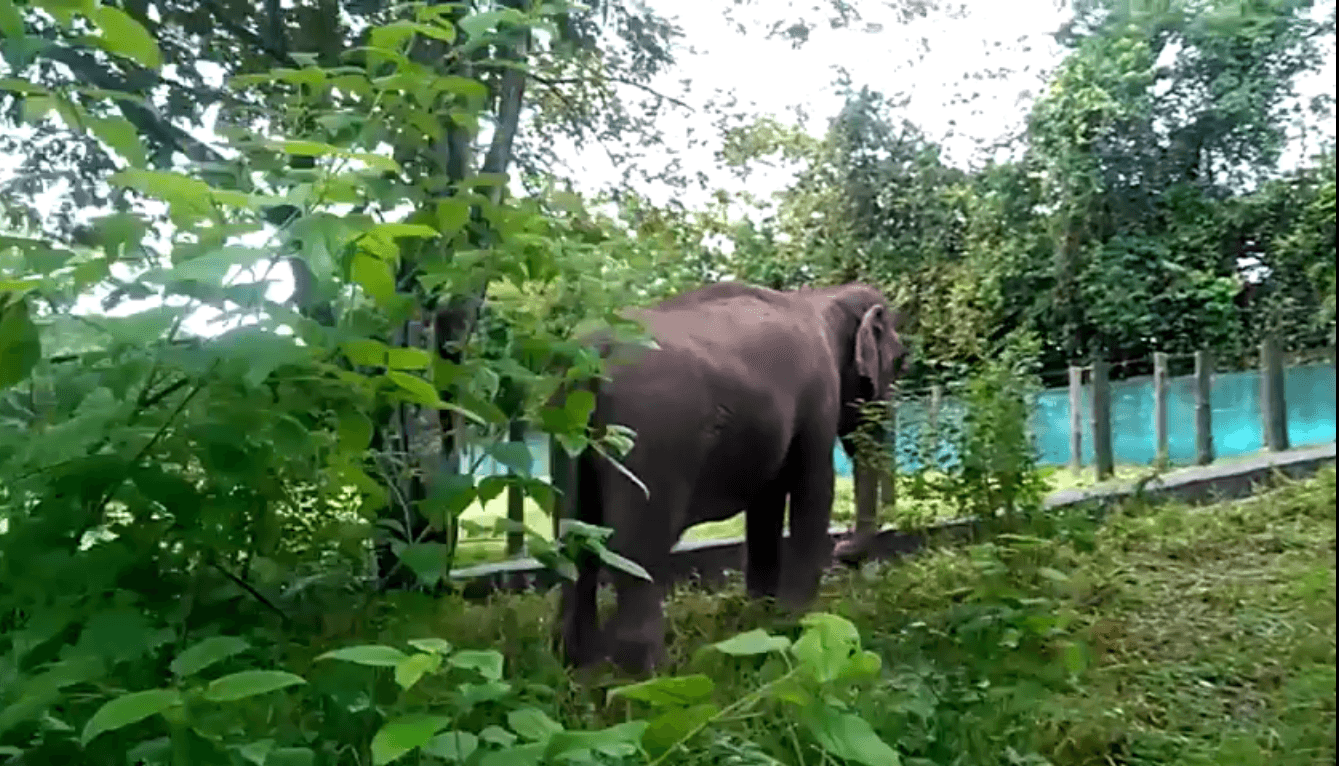 Deputada pede transferência de Lady para Santuário dos Elefantes do Brasil