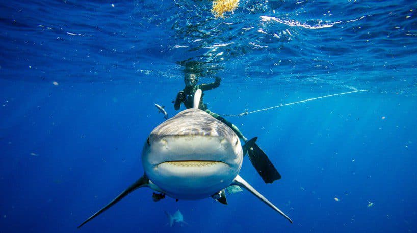 Tubarão ataca mulher em Sydney e a deixa com ferimento grave na perna