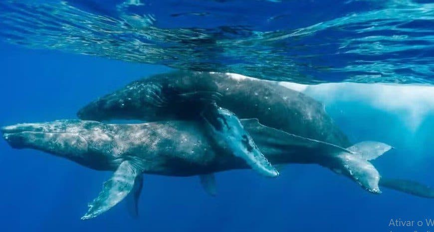 Sexo entre baleias-jubarte é registrado pela 1ª vez e envolve dois machos