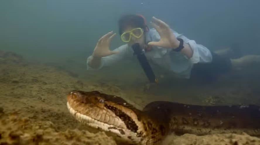 Nova espécie de sucuri-verde é encontrada na Amazônia; cobra tinha 8 metros e mais de 200 quilos