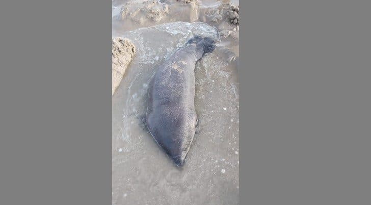 Filhote de peixe-boi é resgatada após encalhar em praia de Rio Tinto; recém-nascida tinha quase um metro e pesava 15 quilos