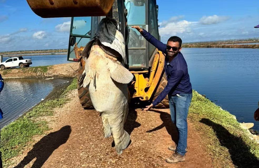 Peixe de quase 200 quilos é encontrado em fazenda de produção de camarão no Rio Grande do Norte
