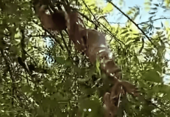 Cobra do tipo jiboia é encontrada em árvore na cidade de São Bento