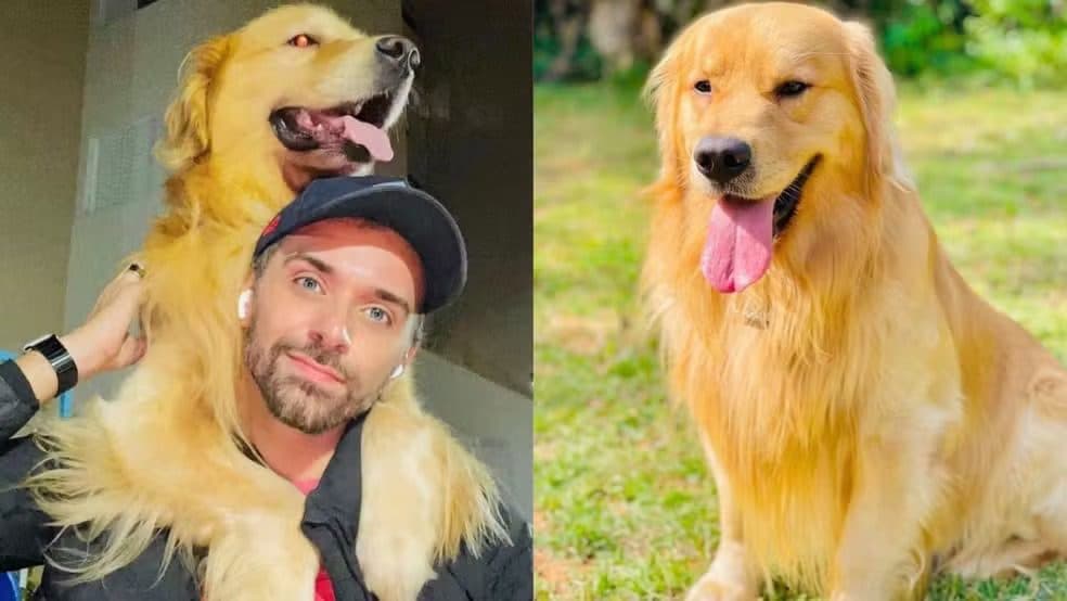 Cachorro morre após falha em transporte aéreo e viagem para destino errado