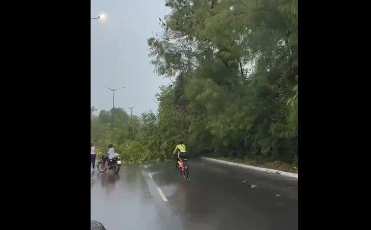 Vídeo: árvore cai e interdita parte da Avenida Hilton Souto Maior, em João Pessoa
